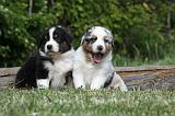 BERGER AUSTRALIEN PUPPIES 311